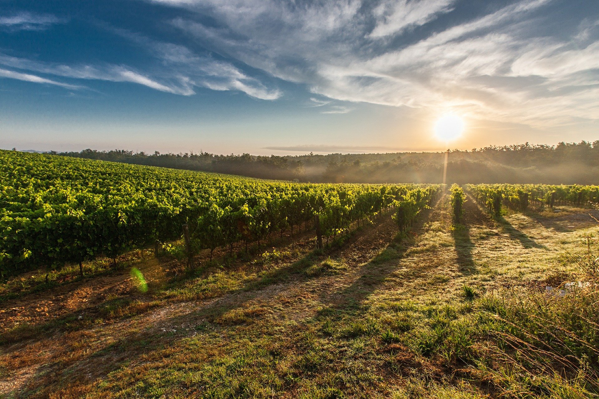 visite-vignoble-saumur