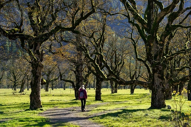 Maximiser la Santé des Arbres : Rôle Clé de l’Élagueur à Revel