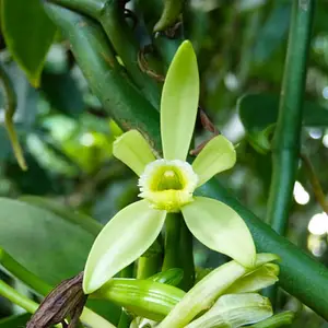 vanille madagascar