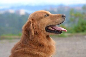 Croquettes pour chien stérilisé Comment maintenir une alimentation équilibrée