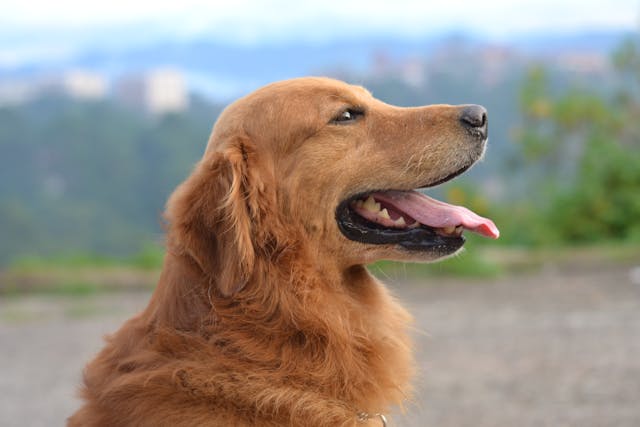 Croquettes pour chien stérilisé : Comment maintenir une alimentation équilibrée ?