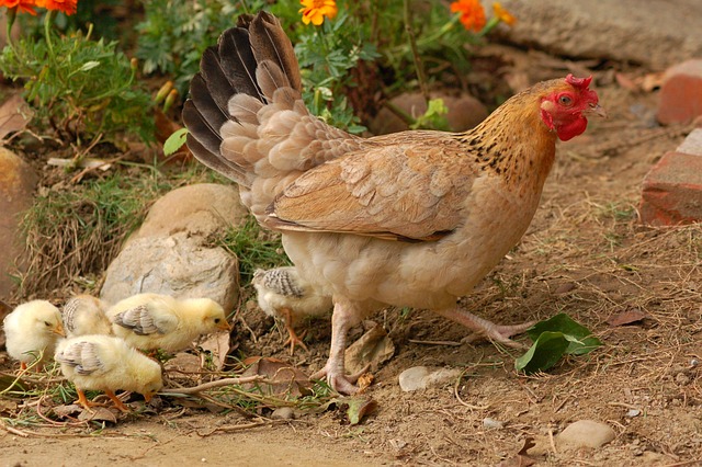 Les erreurs à éviter lors du vermifuge de vos poules