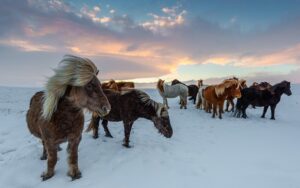 couleurs de chevaux