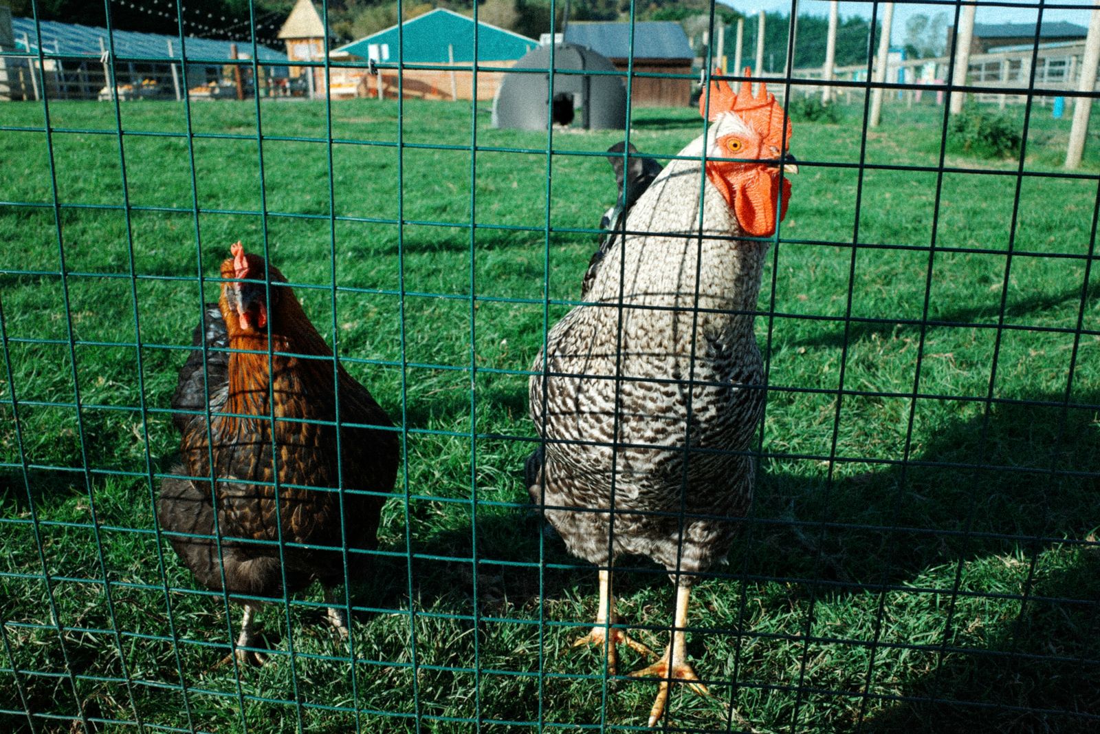 Bien-être des animaux : rôle de l’enclos poulailler